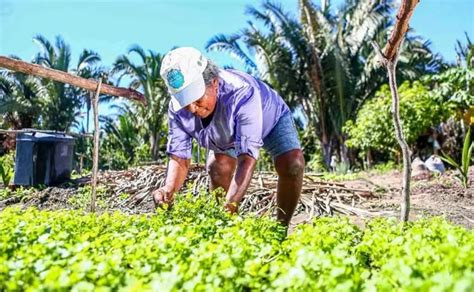 Profissional Que Orienta A Produção Agrícola - Produção agrícola piauiense cresce 384% em uma década e já responde por ...