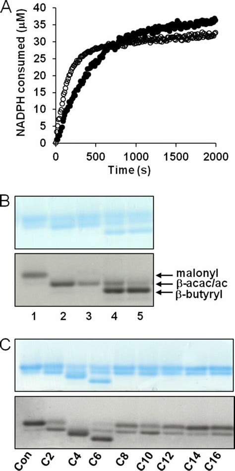 Enzymatic Activity And Acyl Coa Acceptor Substrate Specificity Of