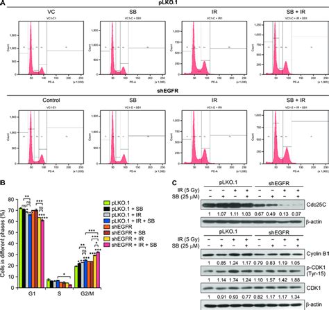 Sb Augments Ir Induced G2m Arrest In Egfr Knockdown Du145 Cells