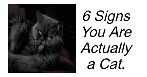 6 Signs You Are Actually A Cat