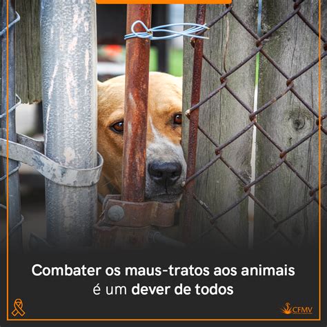 Combater Os Maus Tratos Aos Animais Um Dever De Todos Cfmv