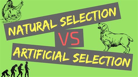 Natural And Artificial Selection Venn Diagram Natural Vs. Ar