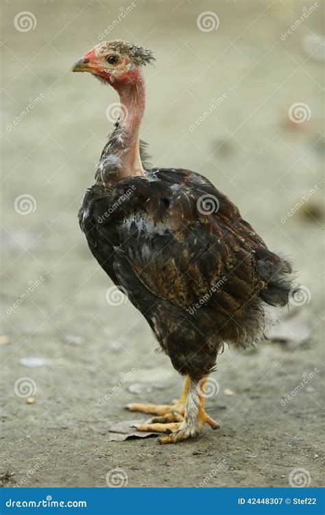 Naked Neck Chicken Stock Image Image Of Hatch Neck 42448307