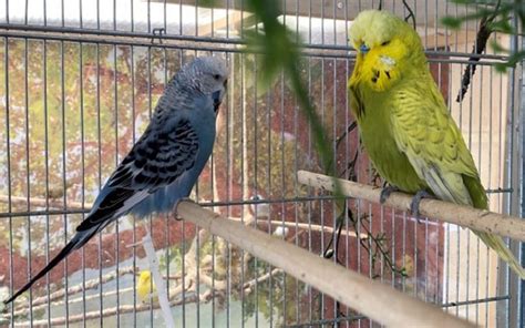 English Budgie Care 101 - Bird and Beyond Texas