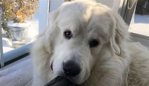 Great Pyrenees Childrens Best Friends The Dogman