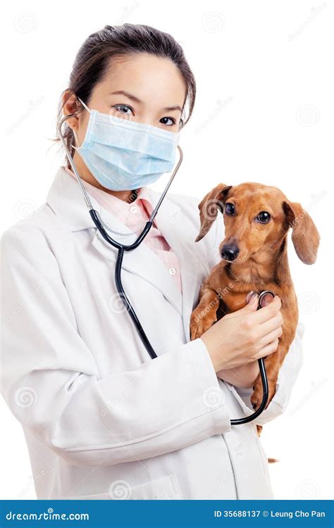 Asian Woman Veterinarian With Dachshund Dog Royalty Free Stock