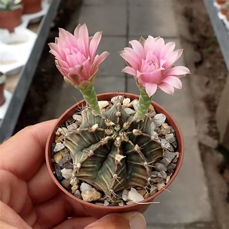 Gymnocalycium Mihanovichii Uhlig Kakteen More Than 5 000 Different