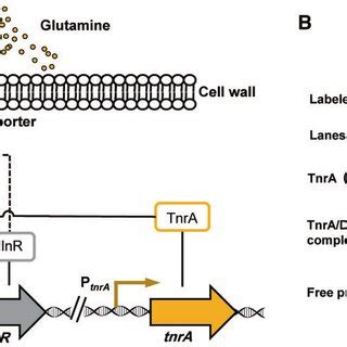 The working state of the intracellular regulatory system. ( A ...