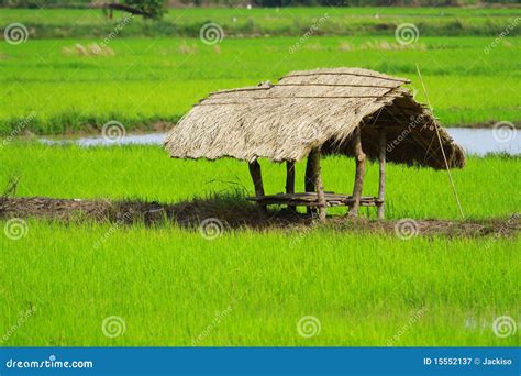 Grass Hut Stock Image Image Of Farm Beauty Leaves 15552137