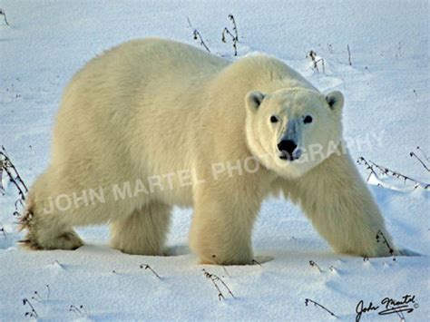 Polar Bear walking sideways – JOHN MARTEL PHOTOGRAPHY