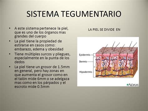 Rganos Del Sistema Tegumentario