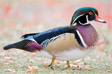 Wood Duck Male Tom Murphy Photography