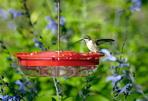 All About Hummingbird Feeders | Garden Gate