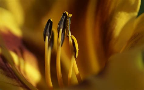 Wallpaper Sunlight Nature Green Yellow Petals Pollen Light