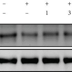 Luteolin Inhibited Inflammatory Mediator Expression And Increased