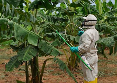 Método de manejo de Sigatoka negra en Brasil