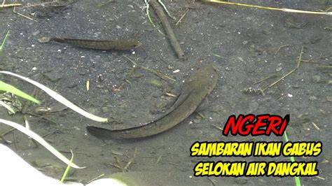 Sambaran Ganas Ikan Gabus Besar Mancing Di Selokan Air Dangkal Belum