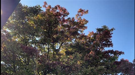 Some trees are changing color early. Is this a sign of an early fall?