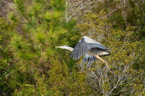 Majestic Great Blue Heron Captured In A Sandy Shoreline In North