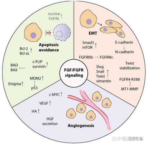 蛋白家族系列FGF家族 知乎