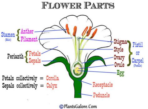 Draw A Neat Labelled Diagram Of Male And Female Reproductive System Of