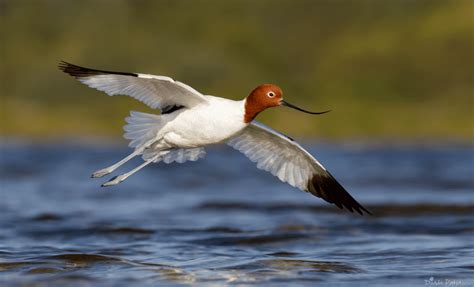 red necked avocet alchetron   social encyclopedia