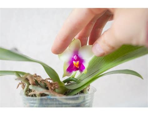 How Orchids Reproduce A Guide To Propagating Your Orchid Plant