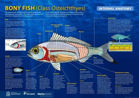 Poster: Bony Fish - Internal Anatomy (including information) • Department of Primary Industries ...