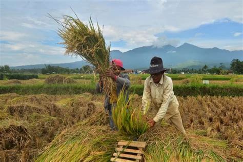 Potensi Panen Raya Di Jawa Barat Diperkirakan Capai 1 97 Juta Ton Gabah