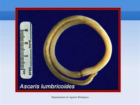 4 Ascaris Lumbricoides Ppt