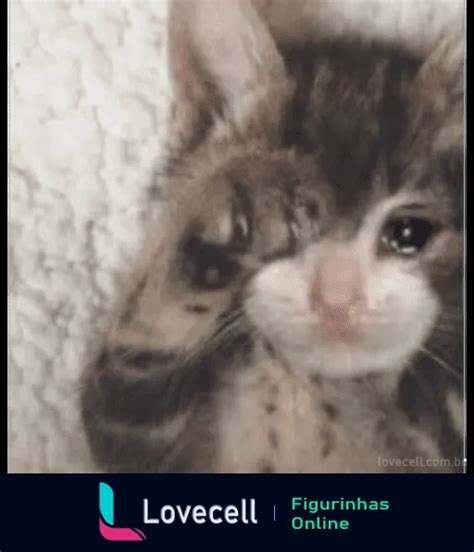 Figurinha Vida Sufrida Gato Triste Para WhatsApp Lovecell