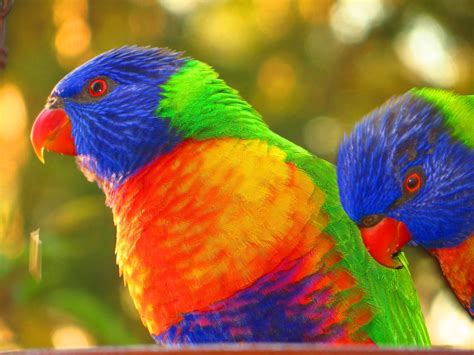 Rainbow Lorikeet wallpaper | 1920x1440 | #74997