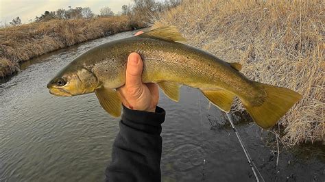 Wisconsin Trout Fishing 2242024 Youtube