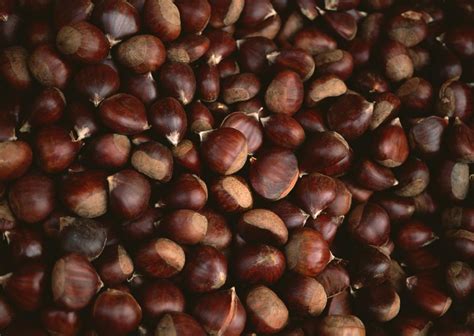 Fresh Chinese Chestnuts,China liyuan price supplier - 21food