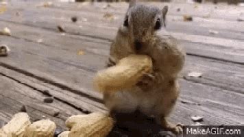 Funny Squirrel GIFs | Tenor