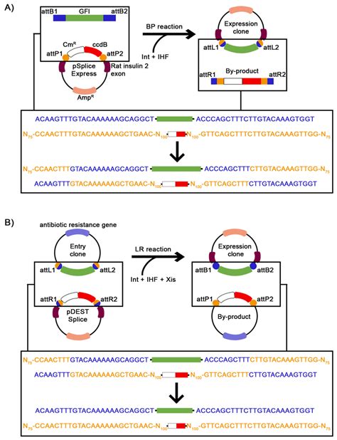 Ijms Free Full Text Principles And Practical Considerations For The