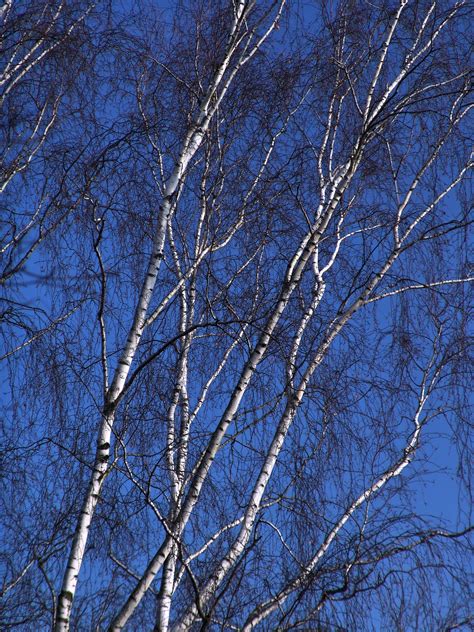 Banco De Imagens árvore Floresta Ramo Neve Inverno Plantar Luz