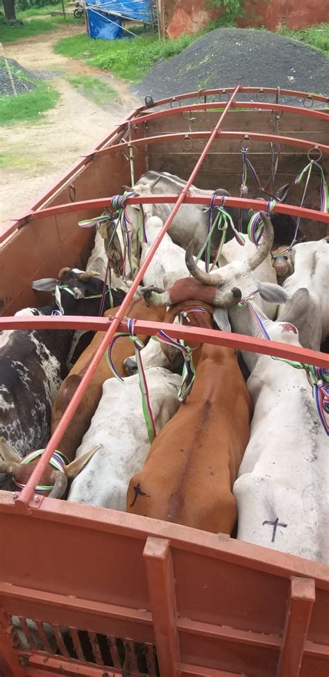 Truck Seized 16 Cattle Freed Driver Caught Was Carrying Animals To