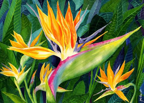 Bird Of Paradise Painting at PaintingValley.com | Explore collection of Bird Of Paradise Painting