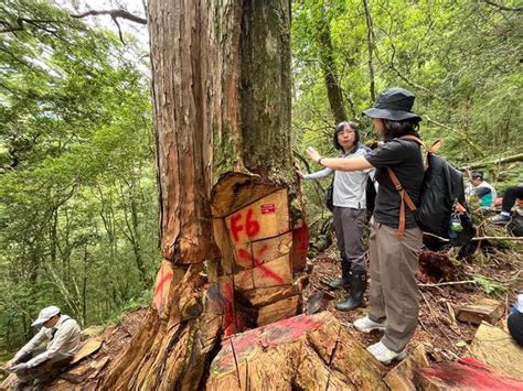 林務局更名首日推震撼教育 直擊盜伐現場解密山老鼠犯罪手法 社會 中時