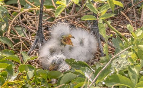 The New Awakening Smithsonian Photo Contest Smithsonian Magazine