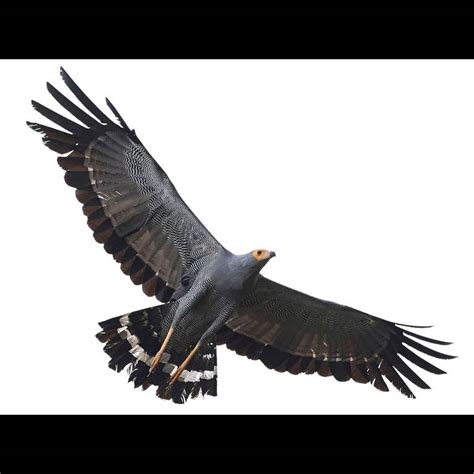 African Harrier-Hawk | Polyboroides typus | Species Guide | Birda