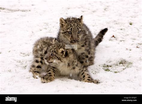 Baby snow leopard hi-res stock photography and images - Alamy