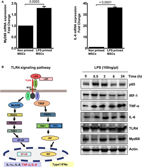 Tlr Dependent Shaping Of The Wound Site By Mscs Accelerates Wound