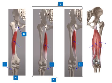 PHT1103 Anatomy Hamstrings AOIN Diagram | Quizlet