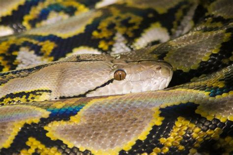 Reticulated Python (Python reticulatus) - ZooChat