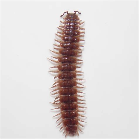 Millipede Pseudopolydesmus Bugguidenet