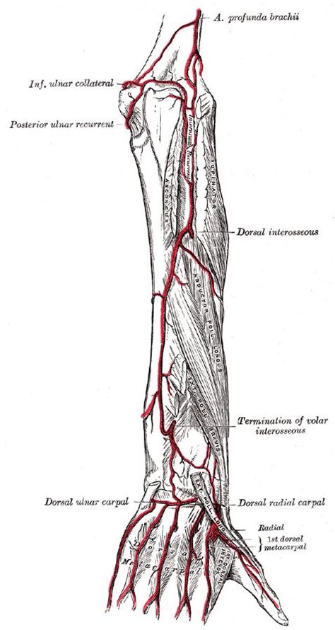 Blood Supply To Hand Hand Orthobullets