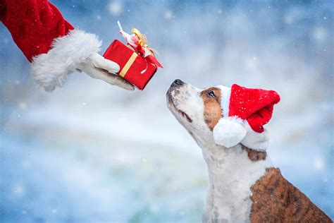 Un grand marché de Noël pour chiens débarque à côté de Lyon Le Bonbon