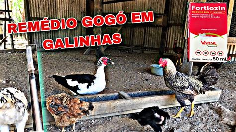 Rem Dio Para Gog De Galinha Youtube